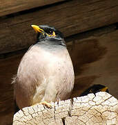 Common Myna