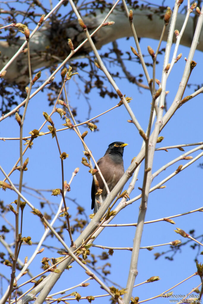 Common Myna, identification