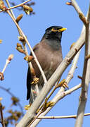 Common Myna