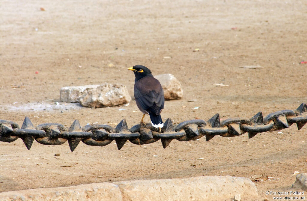 Common Myna, identification