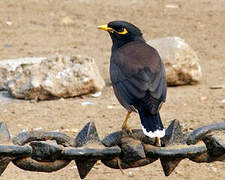 Common Myna