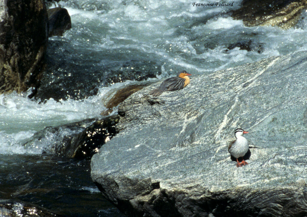 Torrent Duck , identification