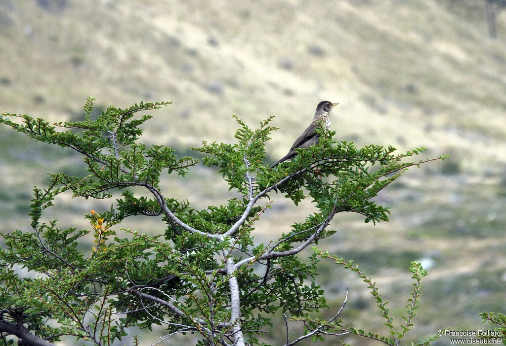 Austral Thrush