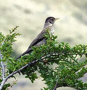 Austral Thrush