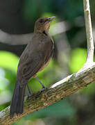 Clay-colored Thrush