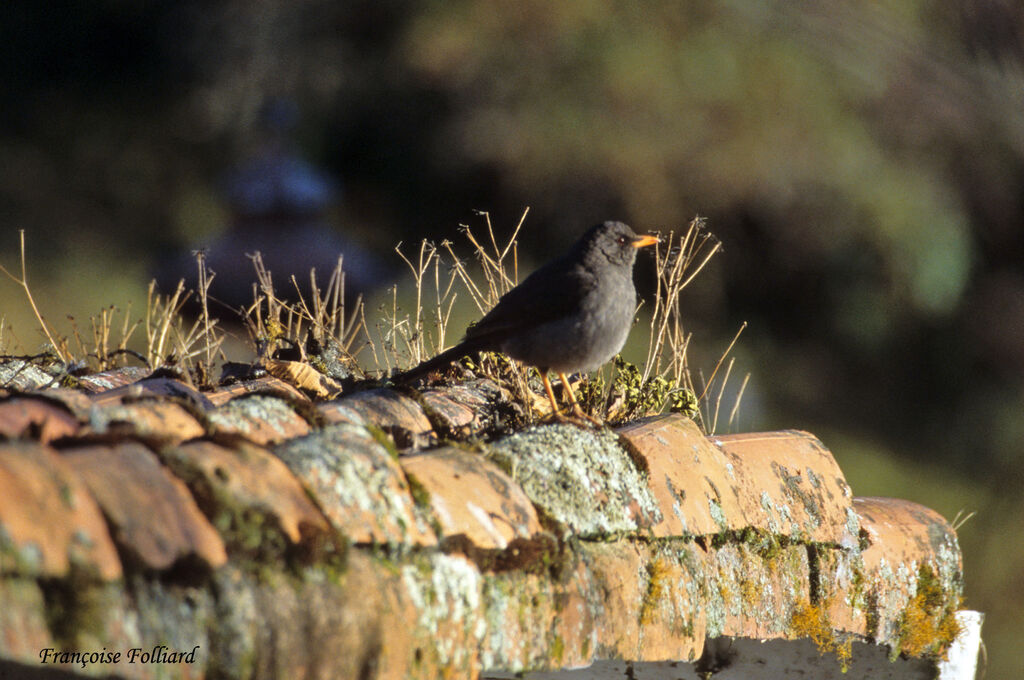 Merle géantadulte, identification