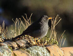 Great Thrush