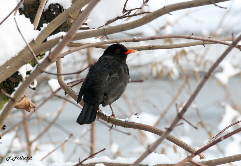 Common Blackbird male adult post breeding, identification