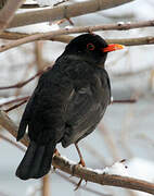 Common Blackbird