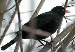 Common Blackbird