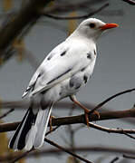 Common Blackbird