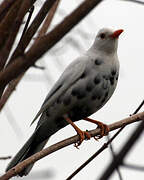 Common Blackbird