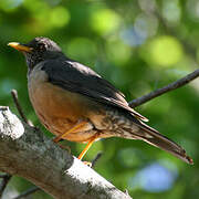 Olive Thrush