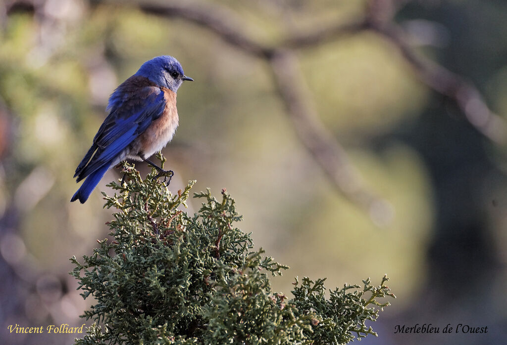 Western Bluebirdadult, identification