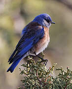 Western Bluebird