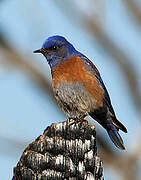 Western Bluebird