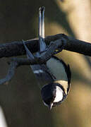 Great Tit