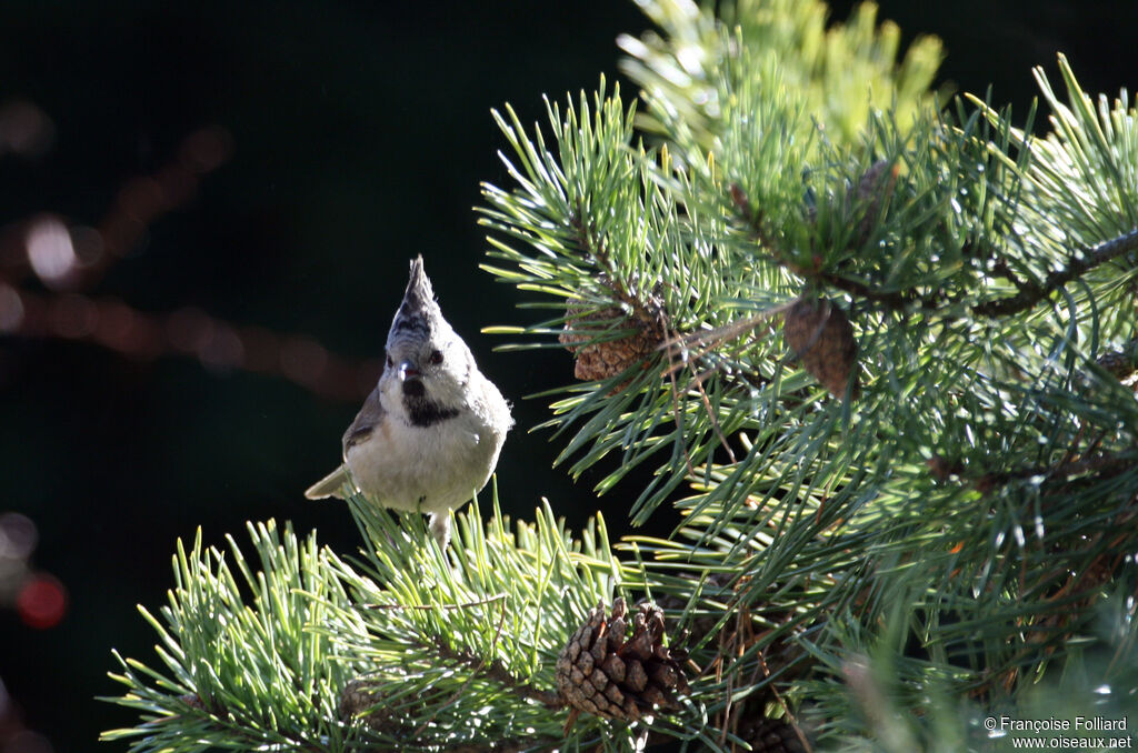 Mésange huppéeadulte, identification