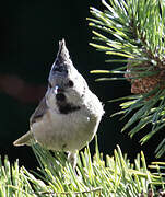 European Crested Tit