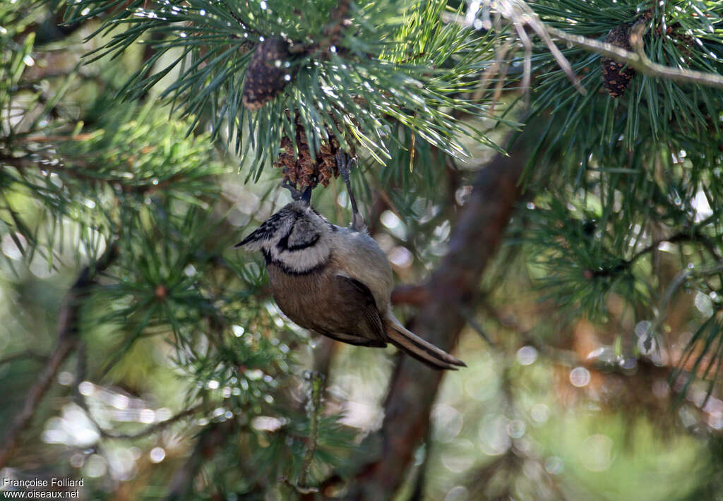 Crested Tit, feeding habits