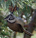 Mésange huppée