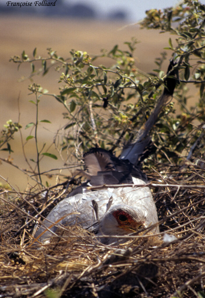 Secretarybirdadult, Reproduction-nesting