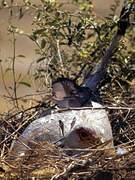 Secretarybird