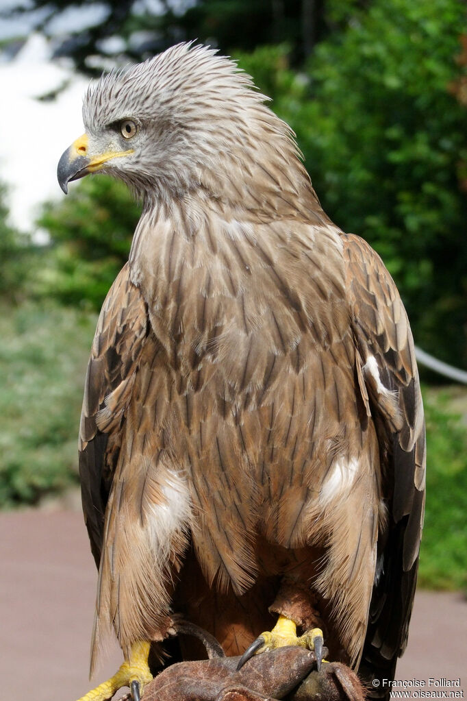 Black Kite, identification