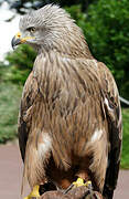 Black Kite