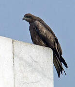 Black Kite (govinda)