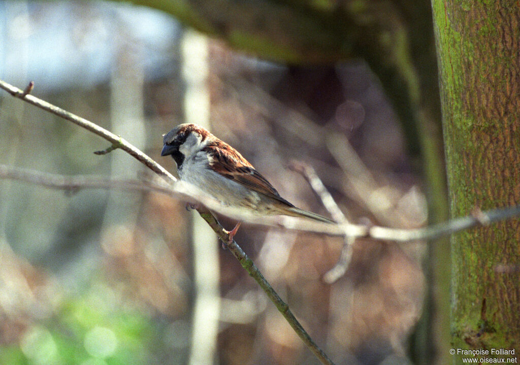 Moineau domestique mâle, identification