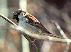 House Sparrow