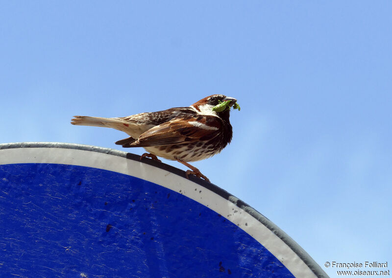 Spanish Sparrow male, feeding habits