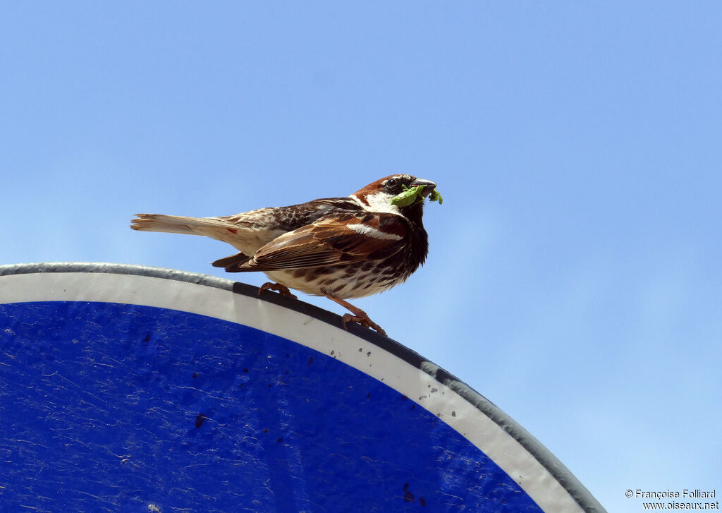 Spanish Sparrow male, feeding habits