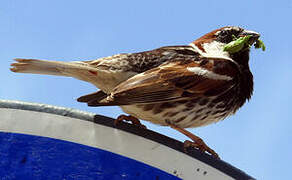 Spanish Sparrow