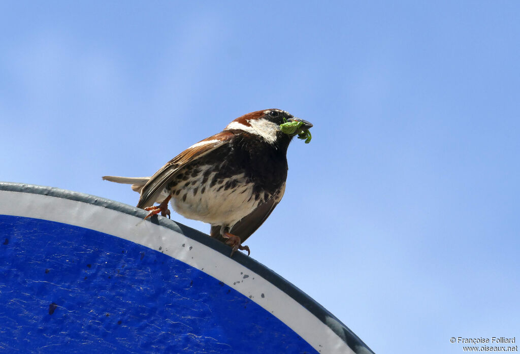 Spanish Sparrow male, feeding habits