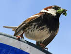 Moineau espagnol