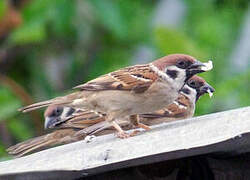 Eurasian Tree Sparrow