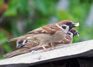 Moineau friquet