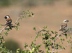 Cape Sparrow