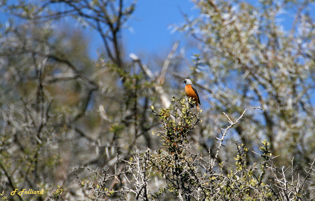 Monticole à doigts courtsadulte, identification