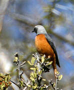 Short-toed Rock Thrush