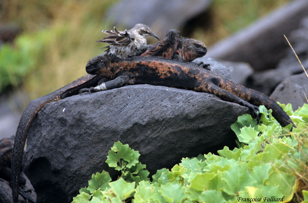 Espanola Mockingbirdadult, identification, Behaviour