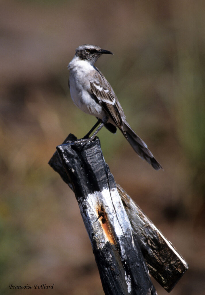 Galapagos Mockingbird