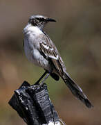 Galapagos Mockingbird