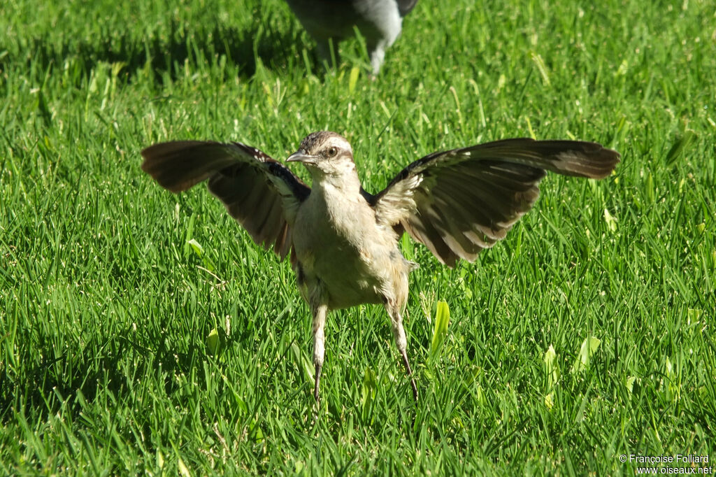 Chalk-browed Mockingbirdjuvenile