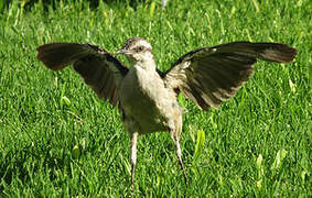 Chalk-browed Mockingbird