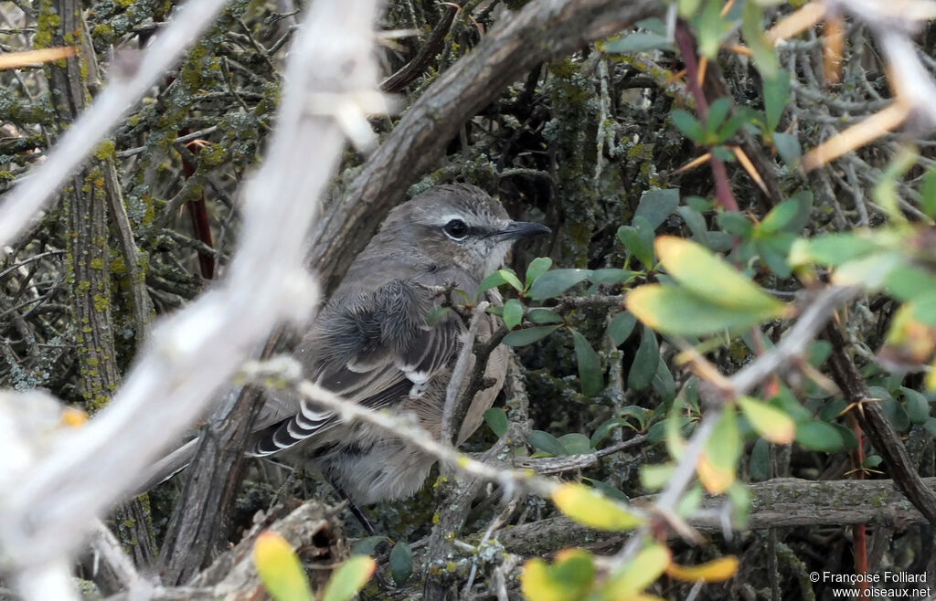 Chalk-browed Mockingbird