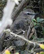 Chalk-browed Mockingbird