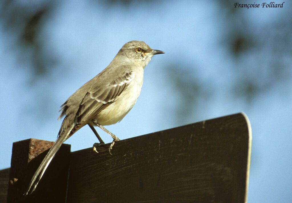 Northern Mockingbirdadult, identification